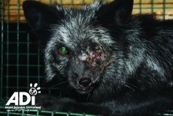 Animaux mal traités.